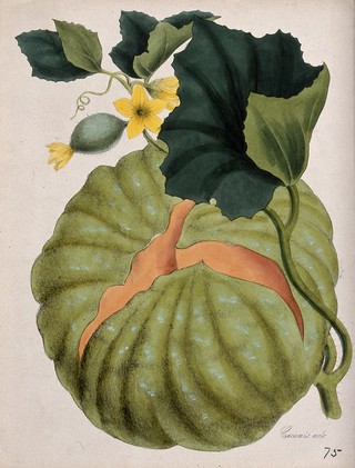 Melon (Cucumis melo): stem with large fruit and flowers. Coloured lithograph after M. A. Burnett, c. 1843.