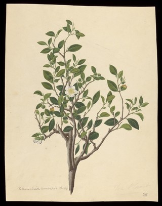Tea plant (Camellia sinensis): flowering stem with sectioned leaf and many floral segments. Coloured engraving by J. Miller, c. 1771.