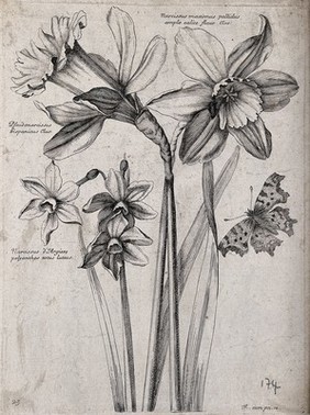 Three daffodils, including the wild daffodil (Narcissus pseudonarcissus): flowering stems with a butterfly. Etching by N. Robert, c. 1660, after himself.