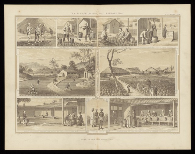 Nine scenes showing tea cultivation and preparation on an Indian plantation. Engraving by T. Brown, c. 1850, after J. L. Williams.
