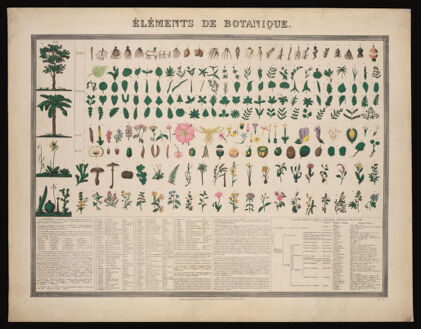 Botanical classification; 227 figures of plant anatomical segments with descriptive text. Colour process print (?).