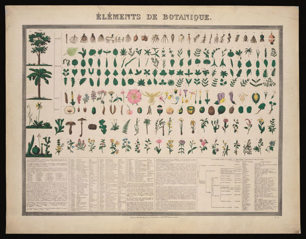 Botanical classification; 227 figures of plant anatomical segments with descriptive text. Colour process print (?).