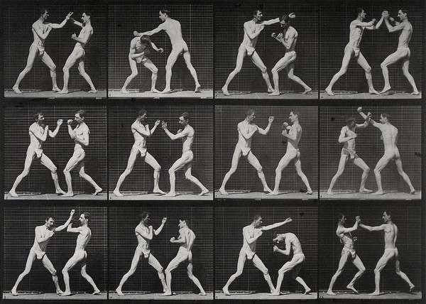 Two men boxing. Collotype after Eadweard Muybridge, 1887.