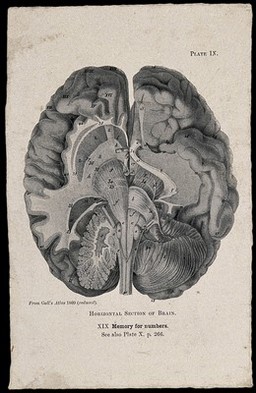 The brain seen from the underside, sectioned horizontally; with attention to the part associated by Hollander's system of phrenology with memory for numbers. Process print, 1901, after etching, 1809.