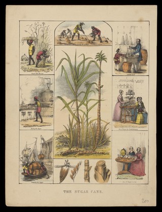 A sugar cane plant (Saccharum officinarum), its flower and sections of stem, bordered by six scenes illustrating its use by man. Coloured lithograph, c. 1840.