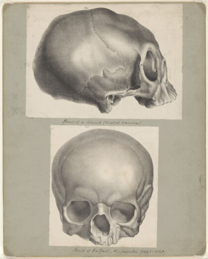 Skull of a Caribbean person: side view. Lithograph by Engelmann after C.P. Mazer.