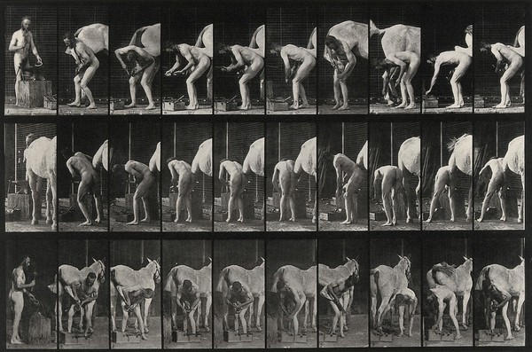 A man shoeing a horse. Collotype after Eadweard Muybridge, 1887.