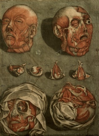 The muscles of the face and of the eye. Colour mezzotint by A. E. Gautier d'Agoty after himself, 1773.