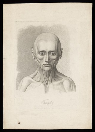 An écorché face showing the state of the facial muscles during relaxation. Stipple engraving by H. Singleton (?) after G.T. Stubbs after G. Stubbs, 1815.