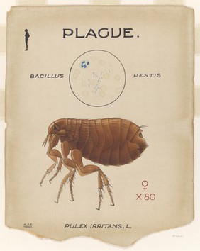 Spores of Bacillus pestis which caused the plague and its vector the human flea (Pulex irritans). Coloured drawing by A.J.E. Terzi.