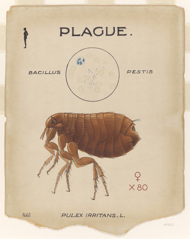 digitised image 1
