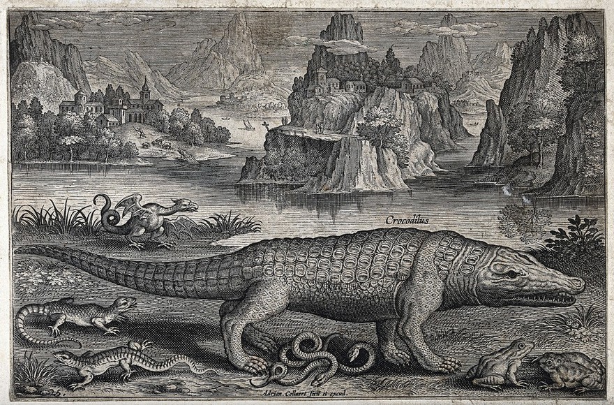 A crocodile with other reptiles on the bank of a river. Etching by A. Collaert, 16--.