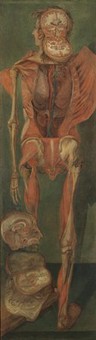 A standing dissected man, posterior view, with separate sections of the brain. Oil painting by Jacques-Fabien Gautier D'Agoty, 1764/1765.