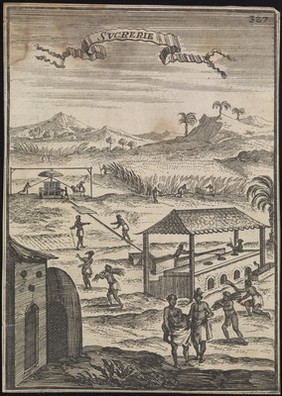 Sugar: a plantation of sugar cane in the Caribbean islands, with black workers and processing equipment in the foreground. Engraving, 1683, after S. Leclerc, ca 1671.