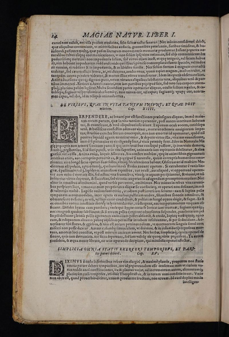curarinon ualuit, nec ulfa profuit medicina, folo faliueta&u fanatur.; Nec minus confidetari debét, quz aliquibus conueniunt, vt meretricibus audacia, ganeonibus petulantia, furibustimiditas, & hu» &uímodi paffiones multe, quz patfim literarum monumentis memoriz produntu r.Infunt preterea na- turalibus rebusalique communicartiones, vt non folüm ipfe vires retineant; fed alijs communiceat.Im pudentiiime meretrici non impudentia folüm, fed virtus etiam ineft, vt quc tetigerit, velfecum habue ritvim habeant impudeatem redd endi;vnde qui illiusfepius fe contemplatus fuerit Ípeculo, vel indue rit exuuias, ei redditur & in impudentia, & in libidine fimilis, Nec fclàm ferrum à magnete conta&ü trahitur , fed cztera allicit ferrea, ac,vti diccemus;anulus vnus, quem rapiet magnes, multos trahit Vt tanquàm catena pendere videatur, & mutuo illius virtus transferatur ; Idem in ceteris obferuarelicet, Animaducríione quog; dignum puto,rerum virtatesaliquibus [ubftantia tota; aliquibus vero & pare tibus immorari . Retínet echencis naucm;non iam partibus precipue fuis, fed toto fuo corpore;exem» plad; plurima pafsim legütur.Multa fecundum partes operantur aliquas, oculis fcilicet regulus, & cav toblepa; fugiunt vefperulionis alas formice, non tamen cor, vel caput; fugiuntd; vpupe cor, non tà» men capus, vel alas, id in reliquis animaducrtes, kb. BEVIRIBVS, QVAE IN VIT.4 T-ANTPEM UNSPVNT; ET QPAE POST mortein. Cap. X1111. ERPENDERE ,scintueri par eft funliones preinfignesaliquas, immó maio- rem eorum partem, qua in vita tantüm operantur, poft autem interitum hebetan tur, & euanefcunt, & raró aliquibusinferuiunt. Luporum oculi vocem, catoblepa ycró, & bafilifcus confcftim adimunt vitam ; moraturecheneis nauigiorum impee tus; ftrutbio camclus ferrum concoquit, non iam emortui id operantur, quód nil penitus liquidó agunt; emoritur enim , & deperit virtusilla ; vitaiam euanefcente; Ao Ea) immófiparteseius ex eis cligendefunt,é viuis petende funt. Ideo in Naturalis Ma gic preceptis non temere fancitum puto: fi quc exanimalibus confequi poffunt , ijs iam viuis demere, fucritG preftantius, fi id fieri poteft, vtin vita fuperfint, animantis iam expirantis debilitatur, & clan guekcit virtusilla, Anima enim, inquit Albertus, his confert multüm, quein animélibusgignunturz interitus enim, aut corruptio peruertit ca, & precipue fi naturalis , quüm corruptis humoribus emo« riuntur; viualongé fecus operari funt folita, vtresq; loculentiores habent. Obferuatürid multüm Me. dicorum aftipulatu, ceterorumQ;, qui buiuímodi ftudio nauant operam. Si extrahentur € ranislin» gue, épaftinacis radij, lapides ex animalium capitibus , aut oculi ; autaliquid vt opportune operens tur non enim e mortaís illis, fed adhuc vita fruentibus, viuad; in aquam proijciantur, & viuant;vt no inlita eius virtus depercat, & flaccefcar, fed virtutis cxupetantia ad agendum promptiora euadant.Nec aliter in omnibus id imitemini , quod verbis parcentces , omittimus. Nec minusin rebus vita carenti« bus perfpicerclicet, remanent enim proprictatcsaliquaz fic confociate, vt operari non definantSimmó & valentiüs multó . Lupi fic ouibusfunt exitio , yt odium poftintericum feruent: nam fi lupina pelle tympanum accommodabis, intee cetera ex ouibuspulfatum audies, filentibus fonoris omnibus, &£ obmutefcere ea faciei; ex vrfi, vcl lupi corio confe&um, & pulfatum longe equos abigit & fugat. Etfi ex omnibus corum inteftinis chorde inlyristendantur , obftrepent, nectemperamentum vnquam efe ficient. Diffidet hyezna cum panthera ; vndequi hyene corio fe loricat iam mortug, fugiunt quzQs, nec congredi quidem fübftinent; & fi eorpm pelles éregioneaduerfantes fufpendes, pantherarum pel Jis pili deBuunt ; leonis pellis ceterorumanimalium pelles abfumit, & erodit, lapine vetó quoq; agao rum, & reliquorum alituüm perneaqüilinispermifta in tabem refoluuntur, & per fe decidunt. Ad- uerfantur fibi lorus, & egithus, & tàm eft eornm perünax odium , vt mortuorum fanguis fimul com mifceri non poffe dicatur . Amant columbe tinunculum, vt diximus, &in columbarijs tepofitus more tuus, amorem loci conciliat, vt pofl mortem amicum ament, Necherbas (impliciad; cetera operari de finunt, quia iam detruncata, aut ficca depereanr, fed iam valide eis quoq; vires preualent , Tu autem egonfidera, & equa mente librato, ne tein operando decipiant ; qui mirabilia operari affe&tas $IMPLICIA OM N14 ST-ATIS EXERCERI TEMPORIBPS, KT PARI-—. ter parari debent, — — Cap, 'XF. iar. : Rm -a» IXIMVS i calo inferioribus rebus vim elargiri ,& maxime plantis , propterea nos ftatís V omniaparare debere temporibus; necid pretereundum effe cenfemus: nam vt celum va- : tiasredditanni coníftitudiones, ita & plaptas variat, ad incrementum autem, alimentumq; Mumzs*E plurimum coeli temperies , vti dixit Theophraftus, & in totum anniconditioiuuat, Vnde nion ab reclt, quod proucibiodicitur, annum producere fru&um, non aruum ,Idauté duplici modo intelligens ER PS m roa