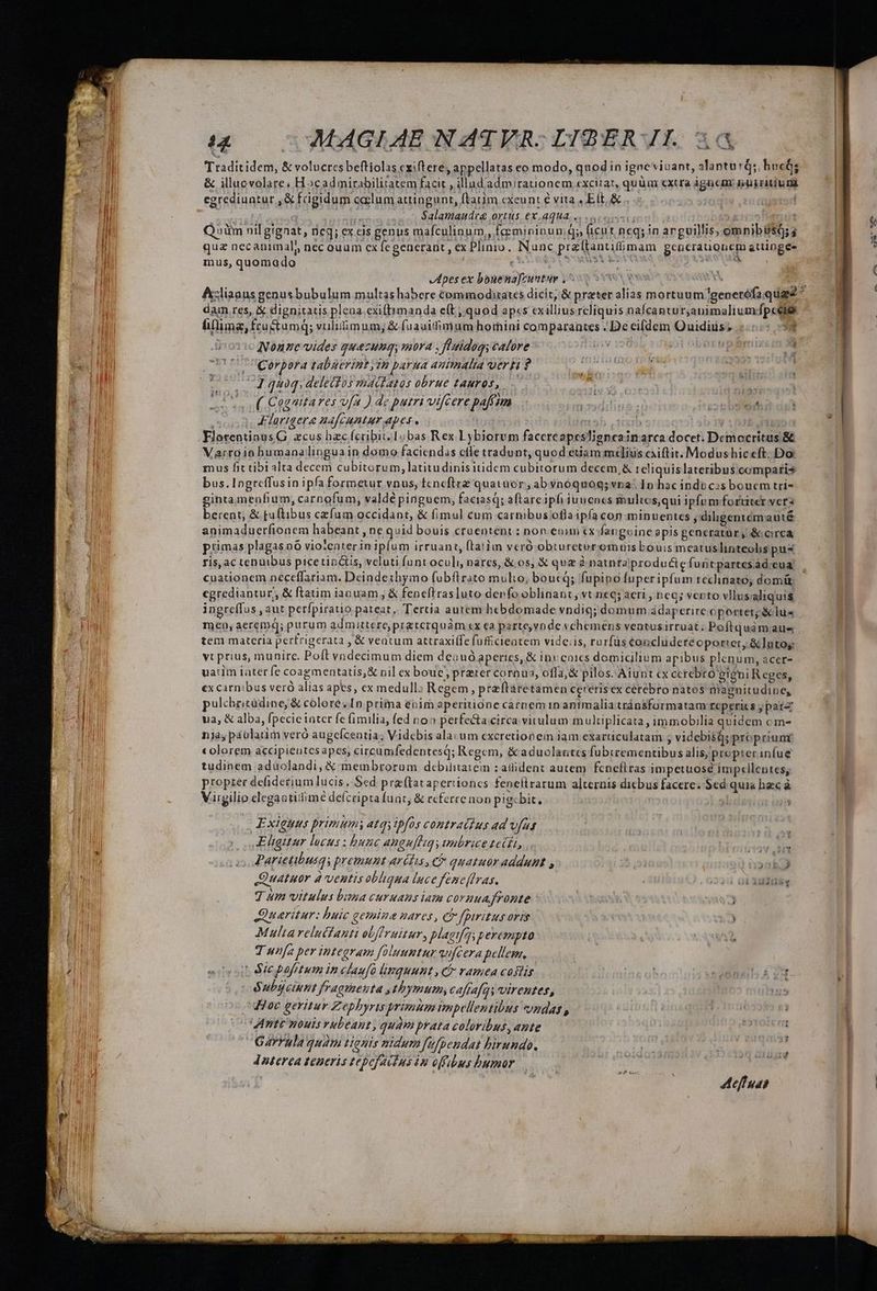 - i£ 0MAGIAE NATVRS LIBER AE X &amp; illucvolare. H»cadmirabilitatem facit , illadadmirationem excitat, quüm cxtra ágncm: jügritiu Di egrediuntur ,&amp; frigidum caelum attingunt, ftatim cxeunt € vita, Eft &amp; . — 1 Salamaudra ortus ex.aqua . Q iim nilgignat, neq; ex eis genus mafculinum , feemininum qs, ficut neq; in arguillis, omnibésá; qua necanimals nec ouum exfegenerant, ex Plinio, Nanc praftantifmam gencrauonem attingee mus, quomado t ; m dpes ex bonenafcuntur , n i E Aliaaus genusbubulum multas habere commodis dicit, &amp; preter alias mortuum ]genetófaq dam res, X dignitatis plena exi(timanda eft , quod ap«s cxillius rcliquis nalcanturjanimaliumdpe liflimg, fcu&amp;tumq; vuliimum; &amp; fuauifimum homini comparantes . De eifdem Ouidius; : Nonne vides quazung; mora , ffaidag; éalore y 126 ice Corpora tabaerint;15 parua 4Animalia vert ? ia - d d . 4 quoq, delectos mactatos obrue EAMUS, - x beoe ( Cogntares vfa ) de putri vifcere paffim : rj pss oor - Klarigera ua[cuntur apes, — h | bw ii aede n BlotentinusG zcus hzc fcribit 10bas Rex Lybiorem facereapesligneainarca docet. Democritus &amp; Varroiobumanalinguain domo faciendas cile tradunt, quod etiam medius ciftit. Modus hic eft. Do: mus fit tibialta decem cubitorum,latitudinisitidem cubitorum decem, &amp; reliquislateribus comparis bus.Ingrcffusin ipfa formetur vnus, fcneftre quatuor, ab vnóquog; vna. In hac indo cosbouem tri- ginta menfium, carnofum, valdé pinguem, faciasq; aftareipfi iuuenes multcsqui ipfo m. fortiter vers animaduerfionem habeant , ne quid bouis cruentent : non enim x fanguine apis pencrátur, &amp; circa ris, ac tenuibus picetincs, veluti funt oculi, nares, &amp; 0s; &amp; qua à natnra produécie funtpartesad.cua cuationem neceffariam. Deindethymo fubftrato mulio, boue; fupipo fuper ipfum reclinato domi: egrediantur, &amp; ftatim ianuam , &amp; feneflrasluto derfo oblinant, vt nec; aeri , ncq; vento vllusaliquis vt prius, munire. Poft vndecimum diem deauó aperies, &amp; invenics domicilium apibus plenum, acer- uatim iater fe coagmentatis,&amp; nil ex boue, prater cornua, offa, &amp; pilos. Aiunt «x ccrebró gigni Reges, €x carnibus veró alias apes, ex medull: Regem , przítaretamen cererisex cerebro natos magnitudine, ulchzitüdine, &amp; colore In prima epim aperitione carnem in animalia tránsformatam reperics y patrz ua, &amp; alba, fpecie iater fe fimilia, fed noa perfecta circa vitulum m ultiplicata, immobilia quidem c m- nj, paulatim veró augefcentia; Vidcbis alacum excretioneim iam exarticulatam ; videbisispropriume colorem accipientes apes; circamfedentesq; Regem, &amp;aduolautes fubicementibus alis, propterinfue tudinem aduolandi, X membrorum debilitatem : atident autem fcneflras impetuose impcllentes; propter defiderium lucis Sed prz(tataperiones fenelirarum alternis dicbus facere. $ed quia hec à Virgilio elegautiiimé deícripta fuat, &amp; rcferre non pigcbit, | Exiguus primumy atqsipfos contraitus ad ufus I (quur lucus ; bunc Anguítig Unbrice £L, Parietibusqs premunt arétis , c quatubr addunt , Jer i as Quatuor à ventis obliqua lucc fene[Iras, /225 0L 3TH. J um vitulus bina curuans iam cornuafronte | (882) Quaritur: buic gemize nares, C fpiritus oris 4 Maliarelucfanti obffruitur, plaeifqs perempto 1: | Vo YR T wnfa per integram folsumtur nfcera pellem,  étepafitum in claufo linquunt , Cb vamea coslis Subseinnt fragmenta ,tbymum, caftafos virentes, Hoc geritur Zephyris primum impellentibus nda , Ante nouis vubeant, quam prata coloribus, ante | Gavvula quàmi tignis nidum fufpendat hirundo. ?6 rd con Jnterea teneris tepefacius in offibus bumor ue C uM | A eff uas