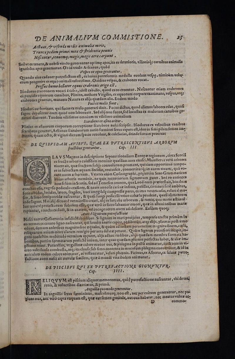 üt. D] : ^ i Mia Tj Meltuat , e vifenda midis animalia miris, Trunca pedum primo: mox e ffridentia pennis Mifcenturtenuemqs magis yngis aera carpunt. , Sed vt ex teneto,&amp; nobili vitulo generantur optime apes,ita ex detetiotis, viliorisQ; carnibus animalis ignobiles apes generaatur, O5 id tradit Aelianus, quód | | Vefpes ex equo generantur . Quando eius cadauer putrcfi&amp;tum eft , exhuius putrefcentis medulla euolant vefpe, nimirüm volug * crum progenies exequo animali velocitfimo . O uidius vefpas, &amp; crabones vocat. preffus humo bellator equus crabronis origo ef , TGodorus craoronem vocari à cabo, ideft caballo, quod exeo creentur. Nafcuntur etiam crabrones ex putridis equorum carnibus, Plinius, authore V irgilio, ex equorum corpore exanimato; vefpas,atqs | : ctabrones gencrari, mutante Natura ex alijs quedam alia. Eodem modo Fuci ex mulis fiunt . i Yáüodori authoritate, qui fucos ex mulo generari dixit, Fucus di&amp;us, quod alienos labores edat , quaft | fagos: depafcitur enim quod non laboravit. Sedalijnon fucos,fed locuftas ex mulorum carnibus ge- | nerari dixerunt. Tandem vilifimus omnium ex viliffimo animalium | « Scarabeus ex afino oritur . | » Plinius exafínorum corporum corruptione fcarabeos nafci fcripfit. Ifiodorus ex velocibus canibue udi fcarabeos generari, Aelianus fcarabeorum natio foeminei fexus expers eft,ideo in fimi pilam femen ime $ *. ^ fnittit quam o&amp;o, &amp; viginti dierum [pauio renoluat, &amp; calefaciat, deinde fcetum procreat uk W. DE QV1BF S DAM AVIBVS, QAAE EX PPTRESCENTIBVS ARBORIM frudibus generantur . Cap. 11I LA V S Magnus in defcriptione Septentrionalium Europz regionum circaScotià cx fru&amp;u arboris cuiifdam meminit quafdam aues enafci.Munfterus veró arbores viuereait, quz fru&amp;um folijs conuolutum promant, qui cum opportuno tempo- rein fubie&amp;iam aquam decidat, reuiuifcit , conuertiturd; in auem viuam , quà vo» cant auem azboream. V etetes enim Cofmographi, prelertim Saxo Gram matícus Hüius arboris meminit, nequis recentiorum figmentum putet. Sed recentiores non folüm in Scotia, fedad Temefim amnem; qua Londinum przferfluit, biualuas | conchas effe, rugofo pediculo craffiore, &amp; nauis annofz caria infixas, pufillas,cireinati feré ambitus, | forisalbidas, lucidas, lues, fragiles, nuciamygdale compreffz pares, ex imo ventricofas, veluti é mu« | fco , &amp;limo femiputridae nafcuntur , &amp; quafi fungi pedicelli vnico cohzfu peudent, quafi alimentum | inde fugant. Has alij dicunt e vermicellis creari , alij ex furculis arborum , &amp; ramis, qua maris gltusal: ]uit temere proie&amp;orum fobolem effe; quz veró infieco labanzur emori ,qua in alluuionibus marié rapiantur, concha excludi, &amp; in anatem, vel incogeaerem auem adolefcere. Eafdem quoq; kj : -— tuts à lignorum putrefattione bes Nafci narratGefnerusin infulisHebridiQus.$i lignum in mari proijcias temporis tractu primüm in' €o vermes cx cauato ligno nafcuntur, qui lensim ánatis capite, pedibusüe, atq; alijs, plumas po(tremo | «dunt, demum anferibus magnitudine equales, &amp; quüm ad iuftam peruenerint m gnitudiaem,calü, | reliquarum auium more alarum remigio peraera delatz petunt. Quüm lignum putrefieri incipit,ine | ens confeftim multitüdó vermiur apparet, alijs adhuc rudibus , alijs quedam membra formata ha» | Pinlbos, partim formatarum perfe&amp;té auium, inter quas quzdam plumas perfe&amp;as habet, &amp; aliz ime | plümes etant. Paracelfus; vt gallinz calore mucor oui, &amp; phlegma ín pullá arimatur, ita'&amp;oauis in vi- zreo vafeclaufo combufta, atq; ita claufa fub fimo contenta in mucofum phlegma conuertitur, &amp; idia auiculam eodem caloreanimatur, ac reftauratur , veluti phoenix, Ficinus,ex Alberto,cx faluig putres factione auem nafci ait merulz fimilem, quz à mundi vitaibidem animatut, SUE ! à DE PI$ClBVS QPIEX PVTREF.AACTIONE GIGNFNTVR. Ks Cap. 1lll. : ELTOVYM ef pifciumaliquotmemoremus, qui éputrefa&amp;ione nafcuntur , vbi de tera renis, &amp; volucribus dixerimus, &amp; primó. | ( Anguills quomodo generentur . In anguillis fexus feemininüs , mafculinusq; non eft , nec per coitum generantur, nec pae | giunt oua, nec vcró capta vnquam cft, quz aut fcmen genitale, aut oua haberet ; nec meatus vuluz ace