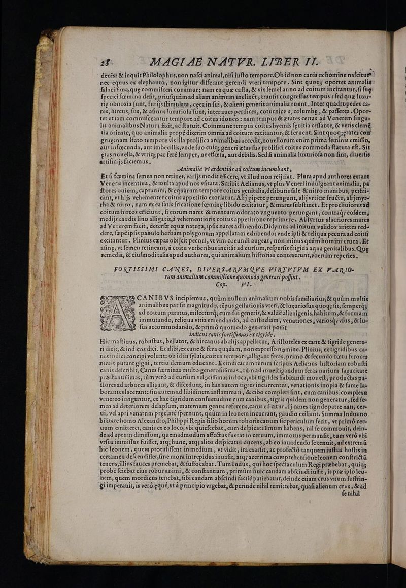 W falacitima,que commifceri conamur; nam eaquz cafla, &amp; vix femel anno ad coitum incitantur,fi fue fpeciei farinina defit, priufquàm ad aliam animum inclinét , tranfit congreffus tempus : fed quz luxu- rig obnoxia funt, furijs ftimulata, cecain fui, &amp;alieni generis animalia ruunt . Inter quadrupedes ca- nis, hircus, fus, &amp; afinus luxuriofa funt, interaues perdices, coturnice s; columbe , &amp; pafferes .Opor- tet etiam commifccantur tempore ad coitusidoneo : nam tempus &amp; ztates certas ad Venerem fingu- lis animalibus Natur: £xit, ac ftatuit, Communetempus coitushyemis feuitia ceffapte; &amp; veris clemé tia oriente, quo animalia propé dixerim omniaad coitum excitantur, &amp; feruent. Sint quog;etates cem grueg:nam ftato tempore vis illa prolifica abimalibusaccedit,nouellorum enim prima feminis emiffio, aut 1nfaecunda, aut imbecillis,vnde fuo cuiq; generi etas fna prolifici coitus commoda ftatuta eft. Sit etas nouella,&amp; vtriq; par feré femper, ne effaeta, aut debilis.Sed fi animalia luxuriofa non fint, diuerfis artificijs faciemus, | dnimalia vt ardentis ad coitum incumbant , Et 6 foemina femen non retinet, varijs modis efficere, vt illud non reijciat. Plura apud authores extant. Venernisincentiua , &amp; multa apud nos vfitata Scribit Aelianus, vt plus Veneri indulgeant animalia, pa ftoresouium, caprarum, &amp; equarum tempore coitus genitalia,delibutisfale &amp; nitro manibus, perfri- cant, vt h;js vehementer coitus appetitio exoriatur, Alij pipere perungunt, alij vrtice fru&amp;u, aljj myt- rha &amp; nitro , nam ex ca fatis fricatione feemine libido excitatur , &amp; mares fubflinet . Et procliuiores ad coitum hircos efficiunt , fi corum nares &amp; mentum odorato vnguento perungant; contraq; eofdem, medijs caudis lino alligatis,3 vehementioris coitus appetitione reprimere. Abfyrtus alacriores mares ad Venerem facit, decerfz equz natura, ipfis nares adliaendo.Didymusad initum validos arietes red- dere, (zpé ipfis pabulo berbam polygonum appellatam exhibendo; vndeipfi &amp; reliqua pecora ad coitü a(ine, vt femen retineant, à coitu verberibus incitát ad curfum,refperfis frigida aqua genitalibus.Que remedia, &amp; eiufmodi taliaapud authores, qui animalium hiftorias contexerunt,vbertim reperies, FORTISSIMI C.4NES$, DIPERS.A4RVMQFE VIRTVTFM EX F.AR!O- rum animalium comimiflione quomodo generari poffiut . Cop. FI. CANIBVS incipiemus, quim nullum animalium nobisfamiliarius,&amp; quüm multis ^» animalibus par fit magnitudo, tépus gelftationis vteri,&amp; luxuriofus quoq; fit, femperd; ad coitum paratus, mifceturq; cum fui generis, &amp; valdé alignigenis,habitum,&amp; formam immutando, reliqua vitia emendando, ad cuftodiam , venationes , variosq; vfus , &amp; lu- fus accommodando, &amp; primó quomodo generari poffit ] indicus canis fovtiffimus ex tigvide. Hic maftinus, robuftus, bellator, &amp; hircanus ab alijs appellazur, Ariftoteles ex cane &amp; tigride genera- ri dicit, &amp; indicos dici. Ecalibi,ex cane &amp; fera quadam, non expreffo nomine. Plinius, extigridibus ca» ncs indici concipi volunt: ob id in fyluis,coitus tempore,alligant feras, primo &amp; fecundo fetu feroces nimis putant gigni , tertio demum educant. Exindicarum rerum fcriptis Aelianus hiftoriam robufti canis defcribit, Canes foeminas multo generofilfimas , tàm ad inueí(tigandum feras narium fagacitate pizitaatidimas, tüm veró ad curfum velociffimas in loca, vbi tigrides habitandi mos eft; productas pa- ftoresad arbores alligant, &amp; difcedunt, in has autem tigres incurrentes, venationis inopia &amp; fame la- boranteslacerant: fin autem ad libidinem inflammati , &amp; cibo completi fint, cum canibus; complexu venercoiunguntur, ex hactigridum confuetudine cum canibus , tigris quidem non generatur, fed fe- men ad deteriorem delapfum, maternum genus referens,canis ciicitur /1j canes tigride patre náti, cer- ui, vcl apri venatnm preclaté fpernunt, quüm in leonem incurrant, gaudio exiliant. Summa Indusno bilitate homo Alexandro, Philippi Regis filio horum roboris canum ficpericulum fecit , vtprimó cer- uum emitteret, canis ex eo loco, vbi quiefcebat , eum defpicatifimtim habens, nil fe commouit, dein- deadapram dimiffum, quemadmodum affe&amp;us fuerat in ceruum, immotus permanfit , tum veró vbi vr(usimmitfus fuiffet, atq; hunc, atq; alios defpicatui ducens , ab eoinuadendo fetenuit, ad extremü hic leonem, quera protuliffent in medium , vt vidit, ira exarfit, ac profe&amp;ó tanquam iuftus hoftisin certamen defcendiffet,(ine mora intrepidus inuafit, atq; acerrima comprehenfioneleonem conftri&amp;ü tenens, illius fauces premebat, &amp; fuffocabat , Tum Indus, qui hocfpe&amp;aculum Regi przbebat , quiq; probé fcicbat eius robur animi , &amp; conftantiam , primüm huic caudam abfcindi iufit is prz ipfo leo- nem, quem mordicus tenebat, fibi caudam abfcindi facile paticbatur,deinde etiam crus vnum fuffrin- gi imperauit, is veró eque, vt à principio vrgebat, &amp; perinde nihil remittebat, quafi alienum crus; &amp; ad fc nihil VÁ V ce
