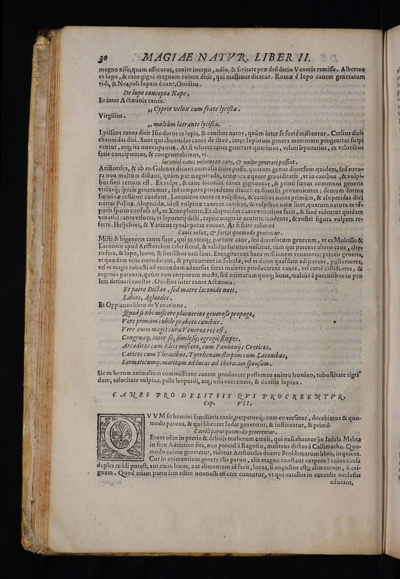 magno fiifu,quam affecatus, canire incepit , odio; &amp; feritate prz defiderio V eneris remiffa. Albertus exlupo,, &amp; cane gigni magnum canem dixit , qui maftinus dicatur. Roma 6 lupo canem gencratum vidi, &amp;Neapolilupam écane,Ouidiug, |. De lupo concepta Nape , Etinter A zonis canes. as » Cyprio velox cum frate lycifca . Virgilius. pue dish ' » maultim latrante lyeifea, : Lycifcos canes dicit I(io dorus cxlupis, &amp; canibus natos, quüm inter fe forté mifcentur . Ceelius dicit chaoni das dici. Sunt qui chaonidas canes de chao , inter luporum genera memorato progenitas fufpi centur , atq; ita nuncupantes . At. fi veloces canes generare querimus , veluti leporarios cx vetocibus feris concipiemus, &amp; congenerabimus, vt. Miei laconici canes veloces ex cane, c vulpe generari po[fint . Ariftoteles, &amp; ab eo Galenus dicantanimalia coirepoffe, quorum genus diuerfum quidem, fed natuz ra non multüm diilant, quüm par magnitudo, tempora zquent grauiditatis ,vtin canibus ,&amp;vulpie bus fieri certum eft. Ex vulpe, &amp; cane leconici canes gignuntur ,&amp; primi foetus communi generis vtriusq; [pecie generantur , fed temporeprocedente diucríi ex diuerfis prouenientes ; demum forma faminz reflituti euadunt.. Laconicos canes ex vulpibus, &amp; canibus natos primum, &amp; alopecidas dici natrat Pollux. Alopecidz, ideft vulpinz canes ex canibus, &amp; vulpibus nate funt,quarum natura exté^ poris fpatio confufa cft, ex Xenophonte, Et alopecidas canes veneticos facit , &amp; fané videntür quidam venatici canes veloces, vt leporarij di&amp;ti , capitemagis in acutum zeadente , &amp; roftri figura vulpem re- ferre. Helychius, &amp; Varinus cynalopecas vocant. At fi [cire velimus | Canis velox, c fortis quomodo generetur. Mifti &amp; bigeneres canes funt , qui ex vtroq; parente cane, fed diucrforum generum , vt ex Moloffo &amp; Laconico apud Ariftotclem celer fimul, &amp; validas futurus nafcitur, tüm qui parente altero cane ,alte« rofera, &amp; lupo, leone, &amp; fimilibus nati funt. Excogitatunt hanc miftionem venatores; prioris generis, vt quzdam vitia emendarent, &amp; precauerentin fobolz, vel vt dotes quafdam adijcerent , pofteriores, vcl vt magis robufti ad venandum aduerfus feras maiores produccrent canes , vel certé callidiores , à ingenio parentis,quüm non corporum modo, fed animarum quoq; bona,malaüeà parentibusin pro lem deriuari conftet . Ouidius inter canes A&amp;zonis; , Et patre Ditieo ,fed matre laconide uat , Labios, Aglaodes . Et Oppianuslibro deVenatione, * Quod fs tibi welfcere Mlacuerimt genevofa propago, Vere primm cubile prabeto canibus |. — ! [o 73 Vere euim thagis cura Veuereares ef, Conertueqs inter [es fmilefqyeareot flirpes, arcadicos cum Elets mifceto, cum Pannoujs Creticos, Caricos citin T bracibus, T yrrbenam flipem cum Laconibas, Sarmatieumqi maritum addacas ad Ibericam fponfam. r * *. E  * . . . 9r L3 ud Sic ex horum animalium commif(tione canem producere poffumus animo leonino; tobuftitate tigri dum, velocitate vulpina, pelle leopatdi, atq; oris voracitatc, &amp; duritia lupina. CMANES PRO DELITSIS OVI PROCREENTPR. | Cap. ' F1l. Ab LV VM fithomini familiaris canis,perpetuod; cum co verfetur , docebimus &amp; quo- modo paruus, &amp; qui libenter ludat generetur, &amp; inftituatur, &amp; primó Catelli parui quomodo generentur . niystrt orm Erant olim in pretio &amp; dclitijs mulierum catuli, qui nafcebanturlin Infula Melita in finu Adriatico fita, non procul à Ragufio, meliteus ditusà Callimacho. Qua- modo autem generctur, videtur Ariftoteles docere Problematum libro, inquiens. Cur in apimantiumgenere alia paruo, alia magno conftant carpore? cuius caufa educant,