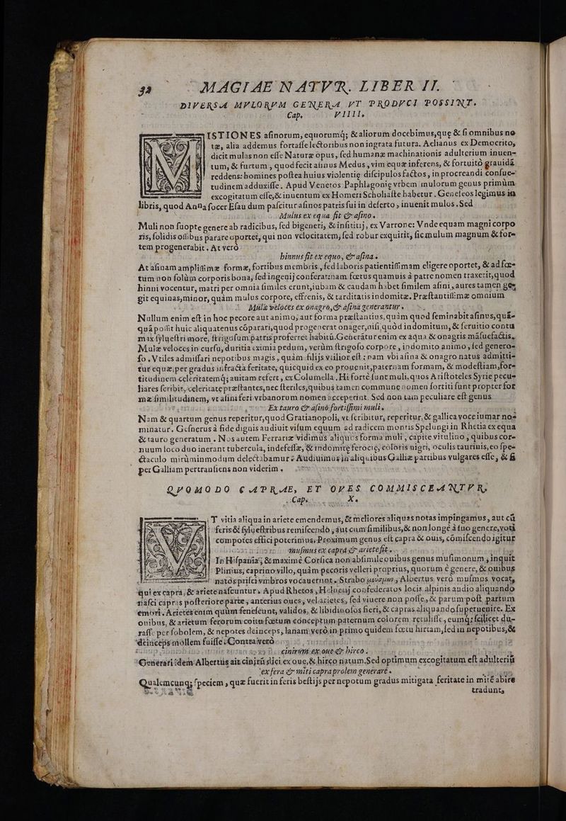 DlVERSA4 MFLORPM GENERA FT PRODFCI POSSINT. | Cap, Filll, | ISTIONES afinorum, equorumQ; &amp;aliorum docebimus,que &amp; fi omnibus no tz, alia addemus fortaflelectoribus noniagrata futura. Aclianus ex Democrito, dicit mulasnon effe Naturz opus, fed humanz machinationis adulterium inuen- tum, &amp; furtum , quodfecit aipus Medus , vim eque inferens, &amp; fortuito grauidá reddens: bomines poftea huius violentig difcipulosfactos, in procreandi confue- (M tudinemadduxiffe, Apud Veaeros Paphlagoaie vtbem inulorum genus primüm zm excogitatum effe,&amp; inuentum ex Homeri Scholiaíte babetur . Genefeoslegimus in libris, quod An1a focer Efau dum pafcitur afinos patris fui in deferto inuenit mulos.Sed j ET | Mulus ex equa fit &amp; afmo. ; Mulinon fuopte genere ab radicibus, fed bigeneri, &amp; infititij , ex Varrone: Vndcequam magni corpo ris, folidisofbus pararecportet, qui non velocitatem, fed robur exquitit, ficmulum magnum &amp;fore tem progenerabit, At vcro binnus fit ex equo, et afia « Atafinam amplidimz forme, fortibus membris, fed laboris patientiffimam cligereoportet, &amp; ad fas- tum non folüm corporisbona; fcdingenij couferat:nam foetus quamuis à patre nomen traxerit,quod hinni vocentur, matri per omnia fimiles eruntiubam &amp; caudam hibet fimilem afini ,aurestamen ges git equinas,minor, quàm mulus corpore, effrenis, &amp; tarditatisindomite. Praftantifme omaium Mul veloces ex onagro,ci* afina geueraBturs — 7. 7c Nullum enim eft in hoc pecoreaut animo; aut forma przíftantius, quàm quod feminabitafinvs,qu&amp;- quapofit huic aliquatenus cóparati,quod progenerat onager,nifi quód iadomitum, &amp; feruitio contu max fylueftri more, fttigafüm patris proferret habitü.Geberátur enim ex aqua &amp; onagris máfuefacis, Mule veloccsin curfu, duritia ximia pedum, verüm ftrigofo corpore , indomito animo, Ícd genero- fo , Vtiles admitfari nepotibus magis , quàm filijs vilior eft ; nam vbiafina &amp; onagro natus admitti- tur equa,;per gradus infra&amp;a feritate, quicquid ex eo prouenit,pateroam formam, &amp; modefliam,;for- ticudinem celecitatemq; auitam refert , ex Columcella Hi forté funt muli, quos A riftoteles Syrie pecus Jiares fcribir, celeritate preftantes,nec fteriles,quibus tamen commune omen fortiti funt propterfor xnz (imilitudinem, vt afiniferi vrbanorum nomen ecceperint. Sed non tain peculiare eft genus MreLUSIS KE Ex tauro €? afinó fortiffimi muli, Nam &amp; quartum genus reperitur,quod Gratianopoli, vt fcribitur, reperitur, &amp; gallica voceiumar nos minatur. Gcínerusa fide dignisaudiuit vifum equum ad radicem montis Spelungiin Rhetia exequa &amp; tauro generatum . Nosautem Ferrariz vidimus aliqucs forma muli , capite vitulino ; quibus cor» nuum loco duo inerant tubercula, indefeffz, &amp; indomite ferocic, coloris nigri, oculis taurinis,eo fpe- &amp;aculo miràminmodum delectibamur 2 Audiuimus ja aliquibus Galliz patribus vulgares effc, &amp; fi per Galliam pertranfiens non viderim , ACE | | QPOMODO C£ APRAE, ET OVES COMMISCEMNTPR, ^ Cap.  X. ' iT. vitia aliquain ariete emendemus, &amp; meliores aliquas notas impingamus, aut ca fcris&amp; fyluefribus remifcendó ;ut cum fimilibus, &amp; nonlongé àíuo gencre, votà compotcs effici potcrim us. Proximum genus eft capra &amp; ouis, cómifcendo igitur 5 0231 fti anufmus ex capea e? arietefit., $e $— I»Hifpaüia; &amp; maximé Coríica non abfimile ouibus genus mufimonum ; inquit z 2|. Plinius; caprino villo, quàm pecoris velleri proprius, quorum € genere, &amp; ouibus CUm mue natós prifci vinbros vocauetnt. Strabo yovzpor , Albertus vero mufmps vocat, Quiexcapra; &amp; atietenafcuntur,; Apud Rhetos , Hclueuj confedecatos locis alpinisaudio aliquando nafci capris pofteriore parte; anterius oues; velarietes, fed viuere non poffe, &amp; parum poft partum emos. Arietésenim quum fenefcunt, validos, &amp; libidinofos fieri, &amp; capras aliquandofupetuenire. Ex onibus, &amp; arietum ferorum coitm foetum cónceptum paternum colorem retulifIc, eumQ; fcilicet du- raff- per fobolem, &amp; nepotes deinceps; lanani vero in. primo quidem foetu hirtam,fedin nepotibus, &amp; HD sop »csn so xo Deooeinirümcex. oue qv birco . N à 'Oetierari idem Albertis ait cinjrü dici ex oue &amp; hirco riatum.Sed optimum excogitatum eft adulteriü | 'ex fera et miti capra prolem genevare. genns Qusloncunq; fpeciem ; quz fucritin feris beftijs per nepotum gradus mitigata feritate in m nó abire De c/ld 3.0 tradunts —— —