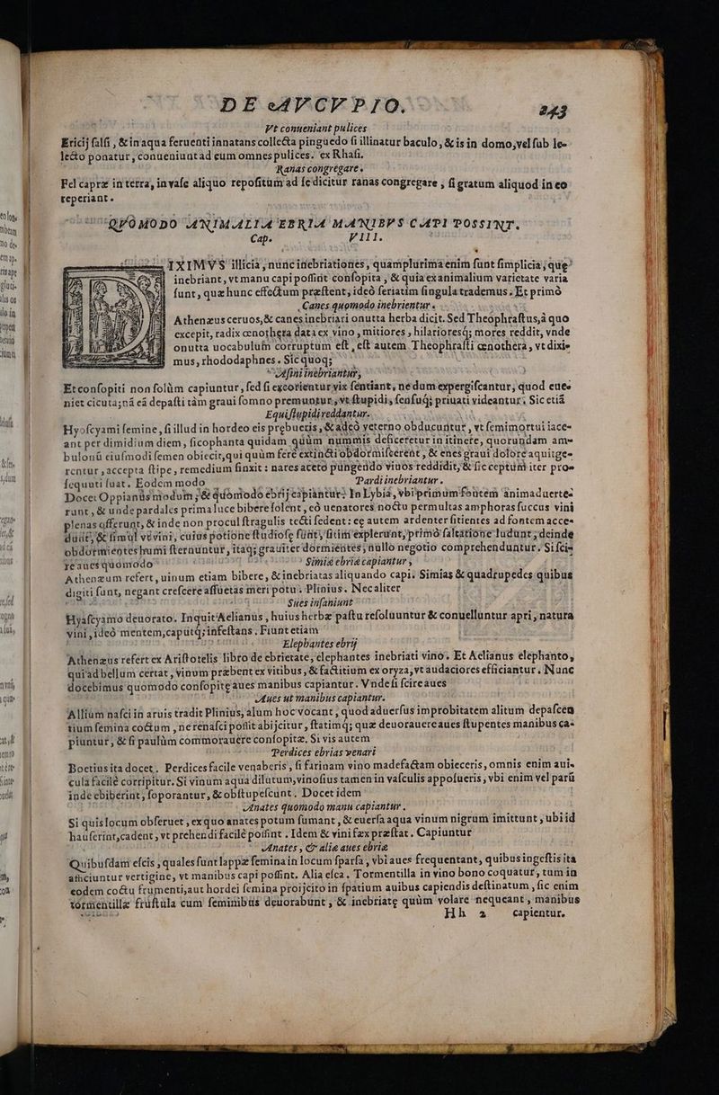 Dem 10 dh emp. 1 is B plüti- llis os | tolo | | llo.in wi B ud juna | |  A(94 Au ub E emo B ue N ue P yc DE AV CVPIO. 1j Vt conueniant pulices | Ericij fli , &amp;inaqua feruenti innatanscolle&amp;a pinguedo fi illinatur baculo, &amp; is in domo,velfub 1e- le&amp;o ponatur, conueniuatad eum omnes pulices. ex Rhafi. | ^ Ranas congregare Fel caprz in tetra, invafe aliquo repofitüm ad fedicitur ranas congregare , fi gratum aliquod in eo tepcriant. 7:970 MODO ANIMALIACEBRIA MA'NIBPS CATI POSSINT. Cap. Vill. ! * ——À B LX IM V S illicia nuncinebriationes, quamplurima enim funt fimplicia; que! ^w! inebriant, vt manu capi poffirit confopita , &amp; quia exanimalium varietate varia funt, quz hunc effetum praftent; idcó feriatim fingula trademus . Et primó | , Canes quomodo inebrientur. | TO 3 Athenzusceruos,&amp; canesinebriari onutta herba dicit. Sed Theophraftus,à quo excepit, radix cenotheta data ex vino , mitiores , hilarioresq; mores reddit, vnde onutta uocabuluin corruptum elt , eft autem Theophraiti cenothera, vt dixi» mus,rhododaphnes.Sicquoq; ^ SASSRR : fini tnebriantur, | | Etconfopiti nonfolüm capiuntur, fed fi excorieatur yix fentiant, nedum expergifcantur; quod euee niet cicuta;ná eá depafti tàm graui fomno premuntur; vt ftupidi; fenfudi priuati videantur: Sic ctiá Equiflupidireddantur. Hy»fcyami femine, fi illud in hordeo eis prebuetis,&amp; ade adcà yeterno obducuritur , vt (emimortui iace- ant per dimidium diem, ficophanta quidam quàm nummis deficeretur in itincte, quorundam ams buloná eiufmodi femen obiccitqui quüm feré extincti obdormifecrent , &amp; enes graui dolore aquitge- rcntur , accepta ftipe, remedium finxit : nares aceto pungendo viuos reddidit, &amp; fic ceptum iter proe IET EOUOHDHOUD UU MMUTM VR Eri Pardiinebriantur. ——— | Docet Oppianüs niodum ;'&amp; quomodo e5rij capiantur: In Lybi2, vbiprimumfeucem animaduerte- runt , &amp; unde pardales primaluce bibere folent , có uenatores noctu permultas amphoras fuccus vini lenas offerunt, &amp; inde non procul ftragulis te&amp;i fedent: ee autem ardenter fitientes ad fontem acce- duit, &amp; fimul vtvini, cuius potione ftudiofe füaty tim explerunt,primó faleatione ludunt ;deinde obdotmientes humi fterauntur , itaq; grauiter dormiérites aullo negotio comprehenduntur. Si fcis Iyeaucs quomodo eUHRI- x ads ! Simi ebria capiantur , * Athenzum refert , uinum etiam bibere, &amp; inebriatas aliquando capi. Simias &amp; quadrupedes quibus digiti funt, negant crefcereaffüetas meri potu. Plinius. INecaliter | Jo im sen Hor Sues in[aniunt ^^ ».a Hyafcyamo deuorato. Inquit'Aclianus , huius herba paftu refolauntur &amp; conuelluntur apri , natura vini jideó mentem,caputq; infeftans , Fiunt etiam : Vispp ETE: Elepbantes ebryj Athenazus refert ex Atiftotelis libro de ebrietate; elephantes inebriati vino. Et Aelianus elephanto, quiadbellum certat , vinum praebent ex vitibus , &amp; facitium ex oryza, vt addaciores efficiantur. Nunc docebimus quomodo confopite aues manibus capiantur. Vnde fi fcircaues | j ^ Vues ut manibus capiantur. Allium nafci in aruis tradit Plinius, alum hoc vocant , quod aduerfus improbitatem alitum depafcea tium femina co&amp;um ,nerenafci poflit abijcitur , ftatimq; qua deuorauere aues ftupentes manibus ca- piuntur, &amp; fi paulüm commorauere confopitz. $1 vis autem Perdices ebrias venari | Boctiusita docet. Perdicesfacile venaberis,, fi fariuam vino madefa&amp;am obieceris, omnis enim aui. cula facilé corripitur. Si vinum aqua dilutum;vinofius tamen in vafculis appofueris , vbi enim vel parü inde ebiberint, foporantur, &amp;obítupefcunt. Docet idem : '- enates quomodo mann capiantur . do Si quislocum obferuet , exquo anatespotum fumant , € euerfaaqua vinum nigrum imittunt , ubiid hauferint,cadent ; vt prehendi facile potfint . Idem &amp; vinifzx przftat. Capiuntur | nates , cr alie aues ebria Quibufdam efcis , qualesfuntlappz feminain locum fparfa , vbi aues frequentant, quibusingceftis ita aficiuntur vertigine, vt manibus capi poffint. Alia efca. Tormentilla in vino bono coquatur, tum in eodem co&amp;u frumenti;aut hordei femina proijcito in fpatium auibus capiendis deftinatum ,fic enim tormentllz früftula cum feminibus deuorabunt , &amp; inebriatg quüm volare nequeant , manibus (QIDZL Hh a capientur.