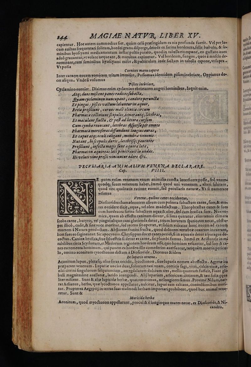 | MAC MAGIAE. N ATVAR, LIBER XV. | ] | capientur, Hocautem commodius fiet , quüm celü prafrigidum ex nix profunda fuerit. Vel perlo* Lm cum áuibus frequentari folitum;hordei grana difperge, deinde ex farina hordeacea,felle bubulo, &amp; fe» | T minibus hyofcyami medicamentum inftar pultis parato; quodin tabella 64 expone, eo guftato aues | NT. adcó grauantur,vt volare nequeant, &amp; manibus capinntur. Vel hordeum, fungos , quosà mufcis de- IE afupiu nominant,cum feminibus hyoícyami mifce , &amp;pulticulam inde factam in tabella expone, vtfupra « Vtpoffis à; | 12051 Comum Cornices manu capere i , e * e E  . . ^ n   i Inter carnem nucem vomicam tritam immifce, Poffumus identidem pifces inebriare , Oppianus do-. Fui cet aliqua, Vndefi volumus i LT PPifces inebriare, | Cyclamino eueniet , Diximus enim cyclamino ebrietatem augeri hominibus, Inquit enim, LE Atqi duos mifient panes radices fubattay...... ..- BS uinci: : Quwamcyclaminon nuncupant , candore perunct- | [m B aida Et pingui : pifces vastum labunturim equor, : | | | Retina profiliunt , euruos male olentiacireum 000 con ES Cumnzi Pharmaca colliniunt fGopulos zemerantqs latebras, 00s iH | I bout Et maculant flutin , cb pof ad littora curfum... o o oun. | | i Cum cymba reuocant , latebras difperfaper.ommes — pharmaca mortiferas diff undunt:loggius auras s: 15 oosiqo im a 513 Et caput atq, oculi caligant membra venenis: | Nutant ,bifcopulis duris ,latebrifqypanentes Profiliunt j infecta magis [unt aequora lala, Pharmaton equoreas late penetrauit in undas, Hi veluti vinopre[si vincuntur odore, Ce. | ; n , 114 PECFLIARLIA ANIMALIVM VENENA DECLARARE. dicas sila ofNCEREUE Doni | mm E putes.velim venenum vnum animalia cuncta interficerepoffe , fed. vnume XY E * ^ P j PAM t , quodq; fuum venenum habet,immó quod uni venenum,,, alteri falutare, quod nec qualitatis ratione euenit,fed peculiaris nature. Vt fi numerare velimus Venena , quibus caues occiduntur,  | Diofcorides chamzleontem album cum polenta fuba&amp;um canes, fues,&amp; mu« res occidere dicit aqua, vel oleo madefa&amp;um.. Theophraftus canes &amp; fues cum hordeacea farina fuba&amp;um aqua &amp; oleo ;fed. cum braffica fues; Nuxvo- míca, quam ab effe&amp;u caninam dicunt, fi lima queratur , eius tenuis climata fcobs carne , butyro; vel pinguialiquo caniglutienda datur ; trium horarum fpatio.eos necat , obftu- pet illicó , cadit,&amp; fine voce moritur, fed recens. fit opertet, vt folüm videatur hanc,nucem ad canum mortem à Natura produ&amp;am. Ab(tinentfraxini fructu , quod dolorem vertebrz coxarum incurrant, i41 | De lupario ueneno , 35,5 Me Aconitum lupos, plerafq; aliasferas occidit, lycoconon , fiueluparia nomen ab effetu. Agyrta ita preparant venenum, Lupariz uncias duas,foliorum taxi vnam , corticis fagi , vitri, calcis viuz , arfe- nici citrini fingulorum fefquiunciam , amygdalarum dulcium ttes , mellis quantum fufficit, Fiant glo buli magnitudine aucllanz , larido iaungendi.. Alij Iupariam ,arfenicum citrinum,&amp; taxi folia equa liter mifcent. Sunt &amp; aliz lupicidz herbz, quasomittimus, nelongiores fimus . Proximé Nilum;nat* rat Aclianus ; herba; quzlyco&amp;tonos appellatur, nafcitur, lupus eam calcans, conuulfionibus mori- tur. Propterea Aegyptij in terras fuas eiufmodi herbam importari prohibent , quod boc animal vene- retur, Sunt &amp; [ Muricida berba Aconitum , quod myo&amp;onon appellarunt , procul &amp; € longinquo mures necat, ex Diofcoride,&amp; Ni- candro,