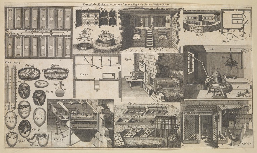 Factory-farming of eggs. Engraving, 17--.