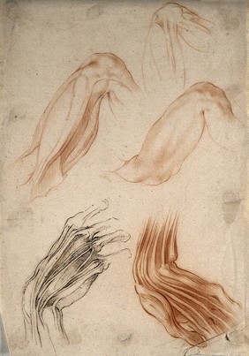 Three figures of the upper arm (above); two figures of the hand showing bones and tendons (below). Red-chalk drawing with ink, 17th century.