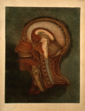 Head and neck: sagittal section. Colour mezzotint by J.F. Gautier d'Agoty, 1748.