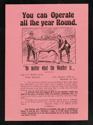 The "Burdizzo" way is sure and safe on calves, lambs, donkeys, in a swarm of maggot flies.