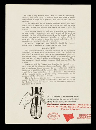 The castration of animals with the "Burdizzo" pincers / by F. Veglia.