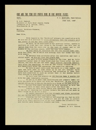 Baby "Burdizzo" : "I would not dream of doing a lamb otherwise" ... / Albert Amos.