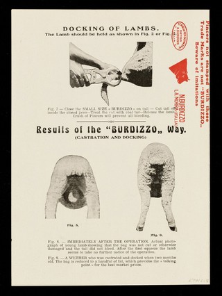 The castration of lambs : from one week to six months with the new extra-small model, the Baby "Burdizzo" registered designs.