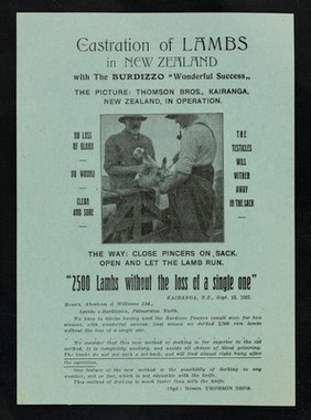 Castration of lambs in New Zealand with the Burdizzo "wonderful success"...