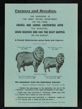 Castration of lambs in New Zealand with the Burdizzo "wonderful success"...