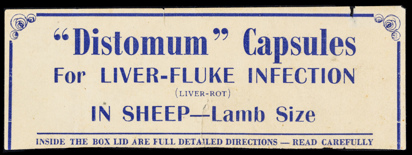 "Distomum" capsules for liver-fluke infection (liver rot) in sheep : lamb size.