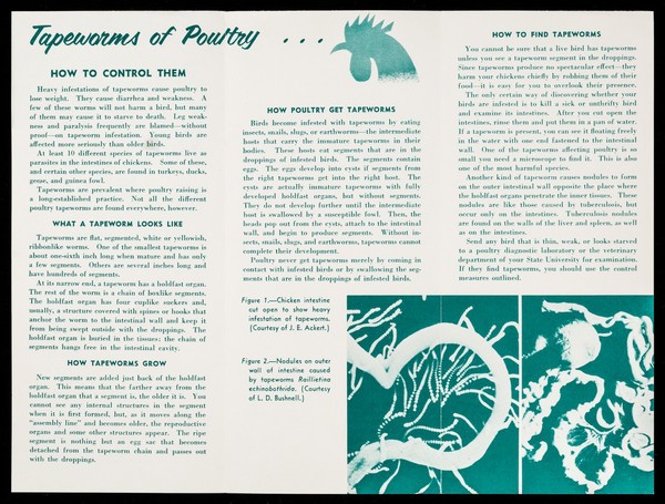 Tapeworms of poultry : how to control them / [prepared by the Animal Disease and Parasite Research Division, Agricultural Research Service]