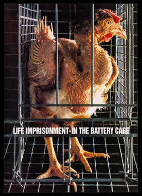 Life imprisonment : in the battery cage / Compassion in World Farming.