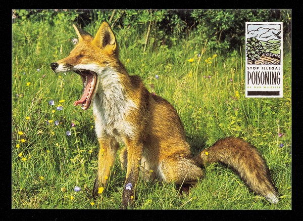 Stop illegal poisoning of our wildlife : Fox, Vulpes vulpes / Dept. of the Environment ; photo: Nature Photographers Ltd.