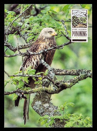 Stop illegal poisoning of our wildlife : Red kite, Milvus, milvus / Dept. of the Environment ; photo: C.H. Gomersall.