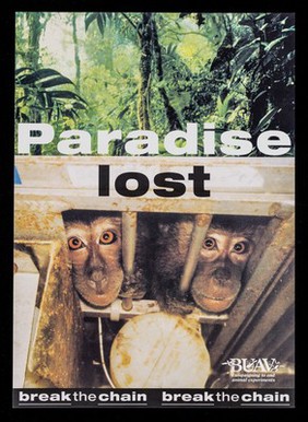 Paradise lost : break the chain / BUAV.