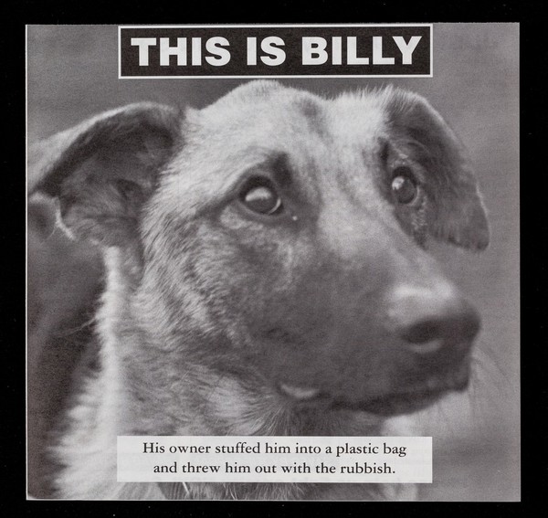 This is Billy : his owner stuffed him into a plastic bag and threw him out with the rubbish / RSPCA.