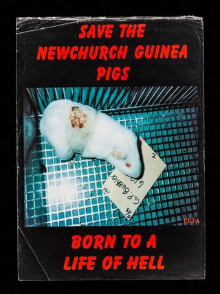 Save the Newchurch guinea pigs : born to a life of hell.