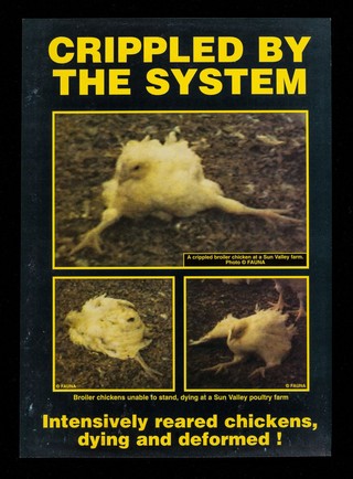 Crippled by the system : intensively reared chickens, dying and deformed! / Friends of Animals Under Abuse (FAUNA).