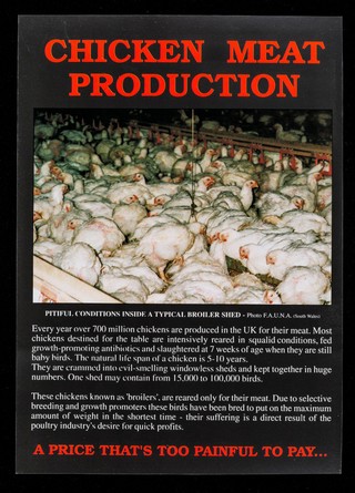 Chicken meat production... : a price that's too painful to pay... / Friends of Animals Under Abuse (FAUNA).