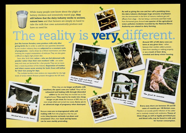 The milk of human kindness..? : the routine suffering of dairy cows and their calves is one of the biggest and dirtiest secrets of the modern farming industry / Animal Aid.