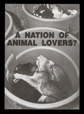 A nation of animal lovers? / Friends of Animals Under Abuse.