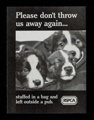Please don't throw us away again... : stuffed in a bag and left outside a pub / RSPCA.