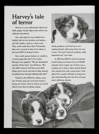 Please don't throw us away again... : stuffed in a bag and left outside a pub / RSPCA.