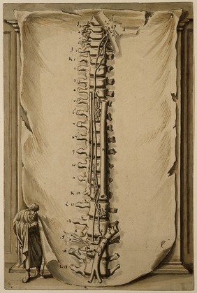 Vertebral column with dissections of nerves and blood vessels, with skin (?) in the background, and (left) the figure of a man representing Ecclesiastes, the whole being an illustration of Ecclesiastes XII, 6 "the silver cord". Drawing attributed to Johann Melchior Füssli, ca. 1730.